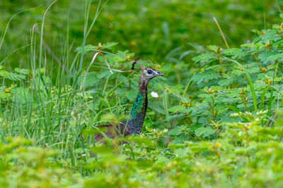 Peahen amid plants in forest