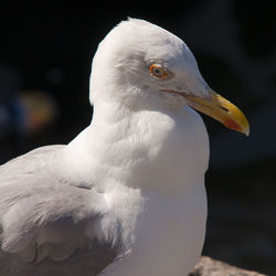 Close-up of seagull