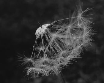 Close-up of dandelion flower against blurred background