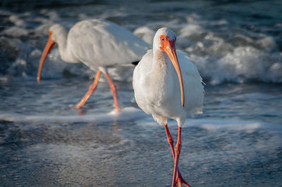 White ibis birds on shore at beach