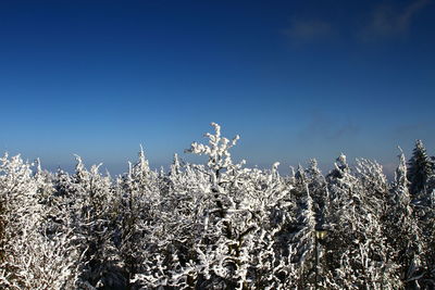 Close-up of plants against clear sky