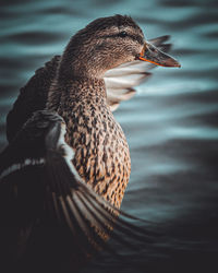 Close-up of a duck in a lake