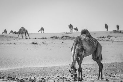 Camels on a field