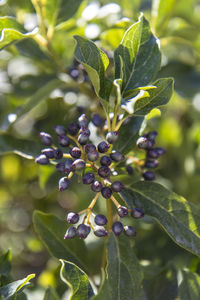 Close-up of berries growing on tree