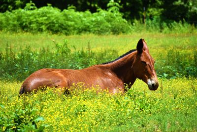 Horse looking away by plants