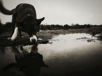 Dog on lake against sky