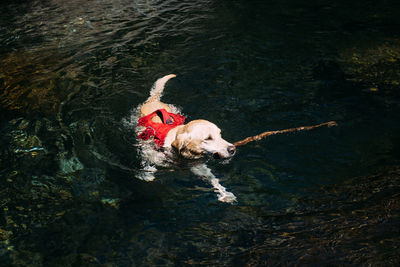 From above of golden retriever with yellow wet fur coat looking ahead while swimming through river with old thin branch in mouth in sunlight
