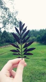 Close-up of cropped hand holding plant