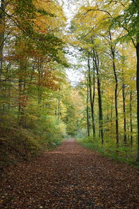 Road amidst trees in forest during autumn