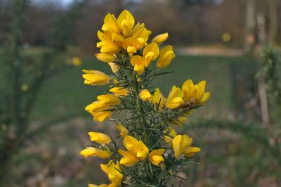 Close-up of yellow flowers