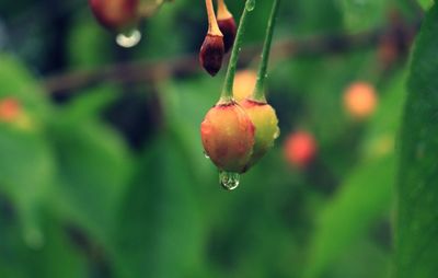 Close-up of wet red berries on tree