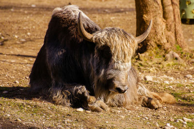 Portrait of a male yak