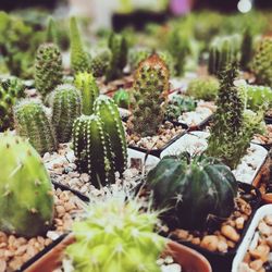 Close-up of cactus plant