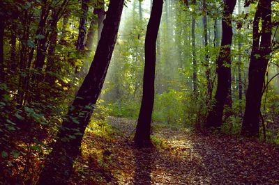 Trees in forest