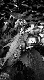 Close-up of flowers on branch