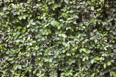 Full frame shot of ivy growing on land