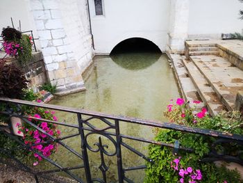 Pink flowering plants by railing and building