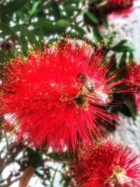 Close-up of red flower