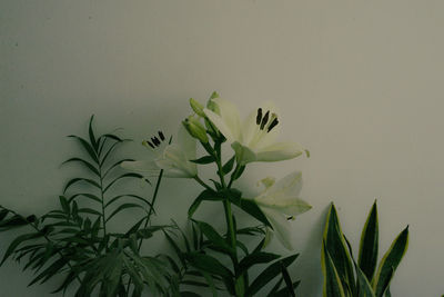 Close-up of flowering plant against wall