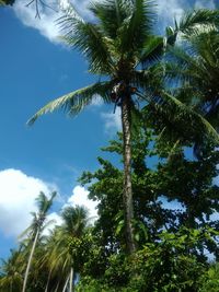 Low angle view of coconut palm trees against sky