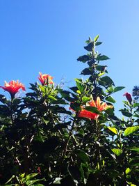 Low angle view of plants against clear blue sky