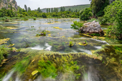 Scenic view of waterfall in forest