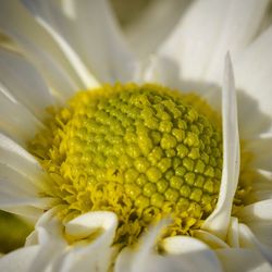 Close-up of yellow flower