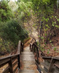 Walkway amidst trees in forest