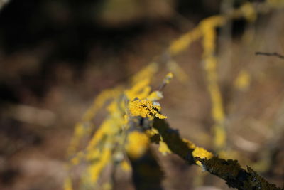 Close-up of yellow flower