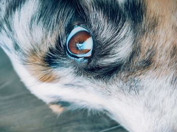 Close-up portrait of a cat