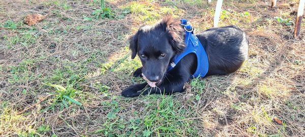 High angle view of dog on field