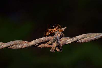 Close-up of insect