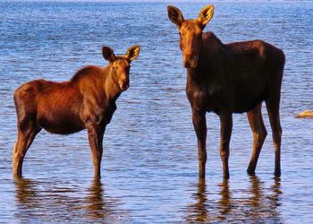 Horses standing in a lake