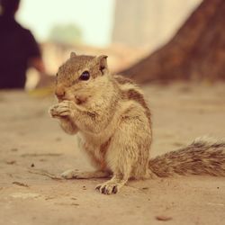 Close-up of squirrel