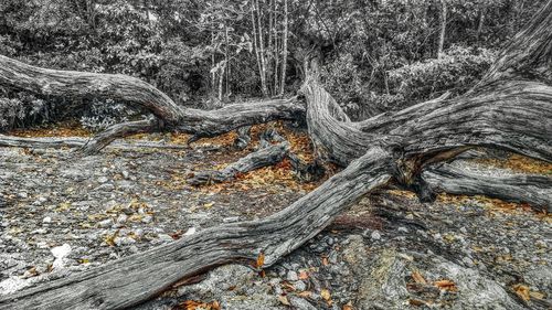 Close-up of driftwood in forest