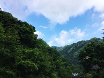 Low angle view of trees against sky