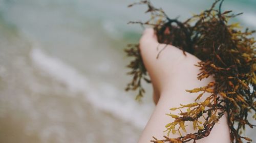 Close-up of cropped object