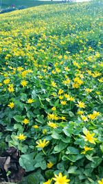 Yellow flowers growing in field