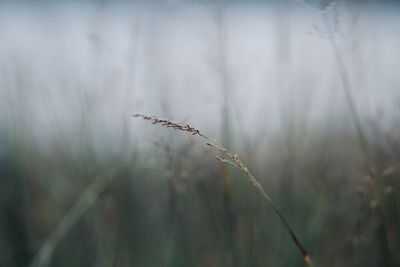Close-up of wheat growing on field