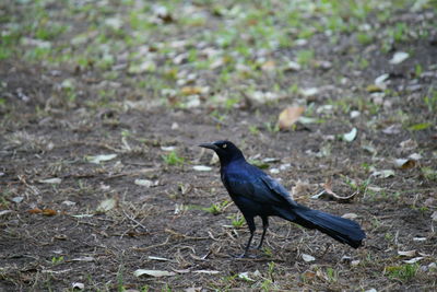 Bird perching on field