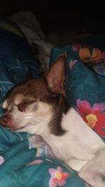 High angle view of dog sleeping on bed