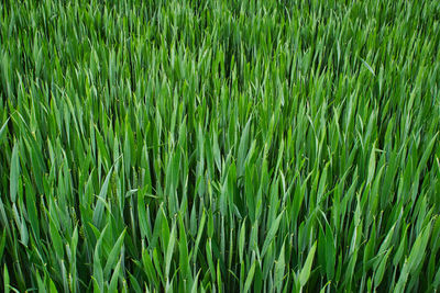 Full frame shot of crops growing on field