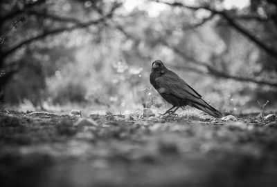 Surface level view of raven on field
