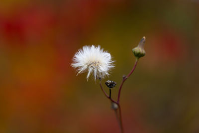 Close-up of wilted dandelion flower