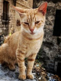 Close-up of cat sitting outdoors