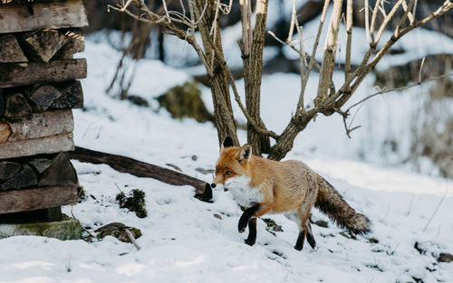 Fox walking on snow covered field