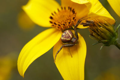 Close-up of bee on yellow flower