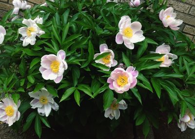 Close-up of white flowers blooming outdoors