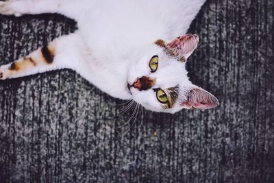 Close-up portrait of cat