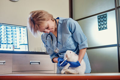 Veterinarian examining rabbit